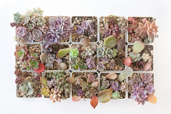 Bello Sfondo Con Rare Piante Succulente — Foto Stock