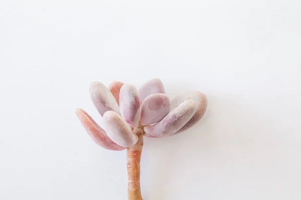 Planta Suculenta Pachyveria Sobre Fundo Branco Mínimo — Fotografia de Stock