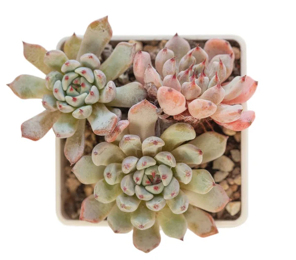 Sukkulente Echeveria Zaragoza Pflanze Ansicht Von Oben — Stockfoto