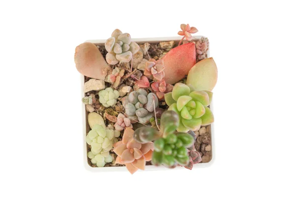 Giardinaggio Succulento Piccola Pianta Echeveria Bianco Vista Dall Alto — Foto Stock