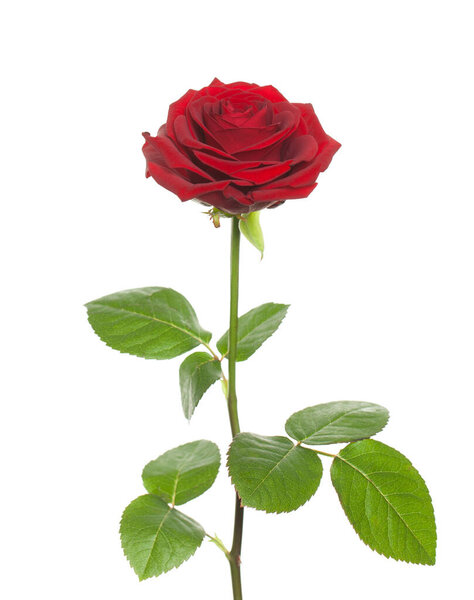 Single red rose isolated on white background