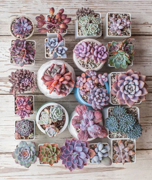 Rare Succulent Background Beautiful Flowers Top View — Foto Stock