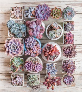 Çiçekler ekheveria linguas, tolimanensis, eter, trompet serçe parmağı ve sedumlar, pachyveria, graptoveria ve pachyphytum top view