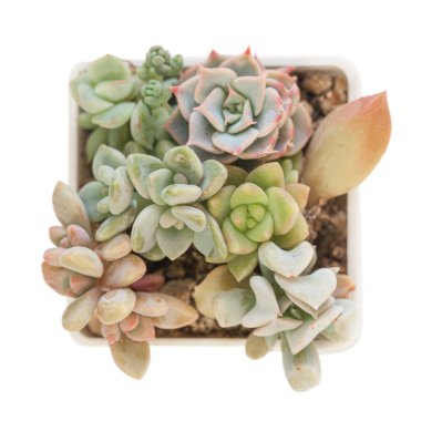 Beyaz üzerine küçük sulu çiçekler. Echeveria Topsy Turvy, echeveria orpet, echeveria tavuskuşu, graptosedum francesco baldi, sedum adolphii and sedum dasyphyllum minor