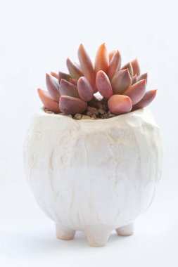 Beyaz arkaplanda beyaz el yapımı seramik kapta sulu echeveria Spica