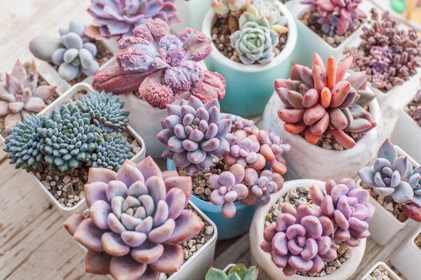 カラフルな花の多肉植物 トップビュー組成 — ストック写真