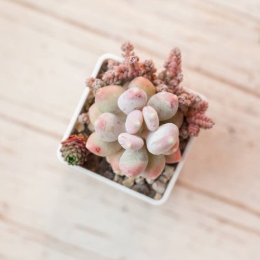 Pachyphytum glutinicaule çiçekleri sedum ile, üst görünüm