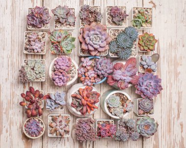 Parlak renkli echeveria, sedum ve ahşap arka planda pachyphytum çiçekleri, üst manzara