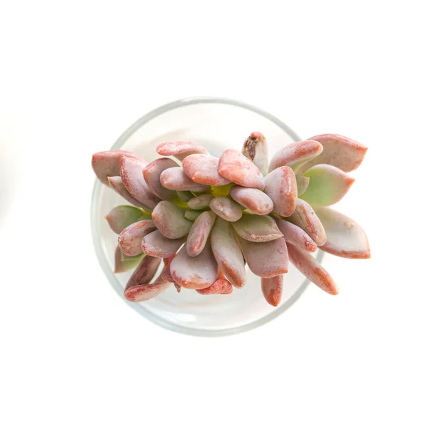 Echeveria Waradii Succulent Plant White Background Top View — Stock Photo, Image