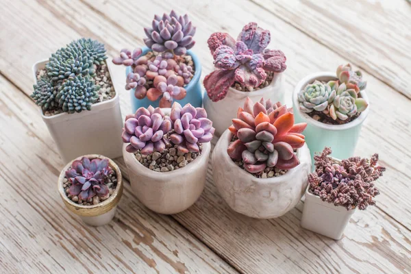 Propagazione Fiori Succulenti Belle Piante Echeveria Sfondo Bianco — Foto Stock