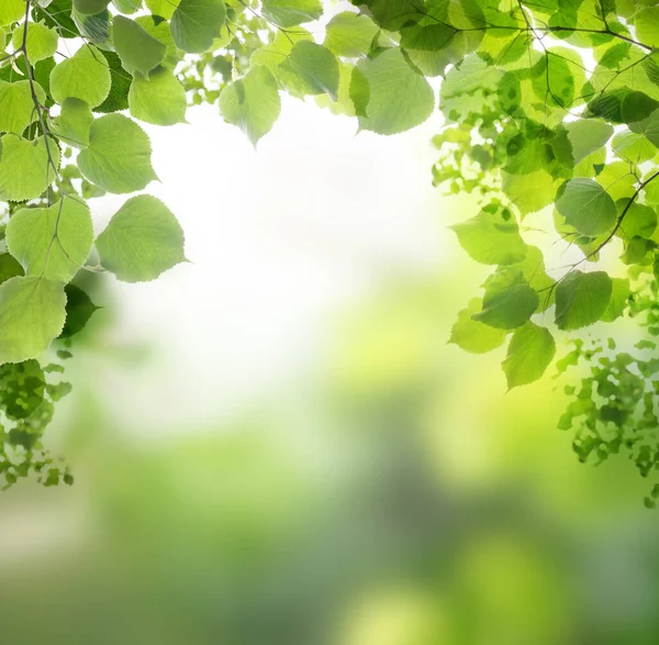 Frühling Hintergrund Mit Grünen Lindenblättern Und Abstrakten Bokeh Licht — Stockfoto