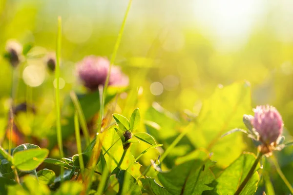 新鲜的花和草 花卉背景 — 图库照片