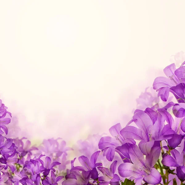 Lila Blauglocken Blumen Blumen Blüte Karte Hintergrund Rand — Stockfoto