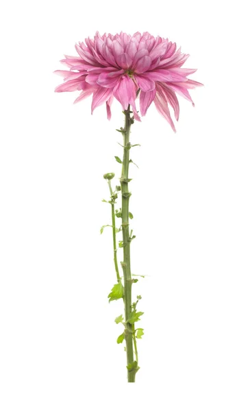 Розовый Цветок Маргаритки Белом Фоне — стоковое фото