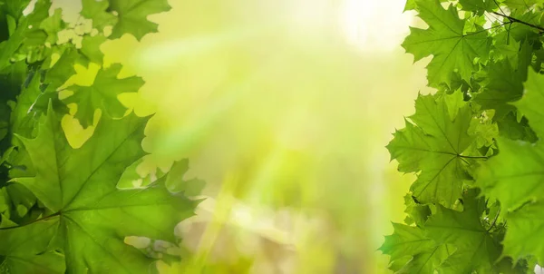 Groene Banner Achtergrond Met Groene Esdoorn Bladeren Zon Stoom Bokeh — Stockfoto