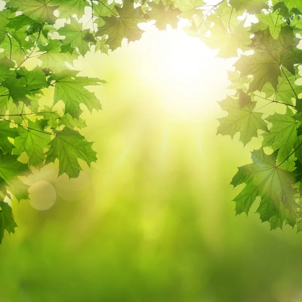 Natur Der Grünen Blätter Garten Sommer Natürliche Grüne Blätter Pflanzen — Stockfoto