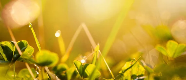 Fond Abstrait Bannière Été Avec Herbe Verte Floue Bokeh Lumière — Photo