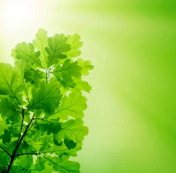 Yeşil Arka Planda Meşe Ağacı Dalında Yeşil Yapraklar — Stok fotoğraf