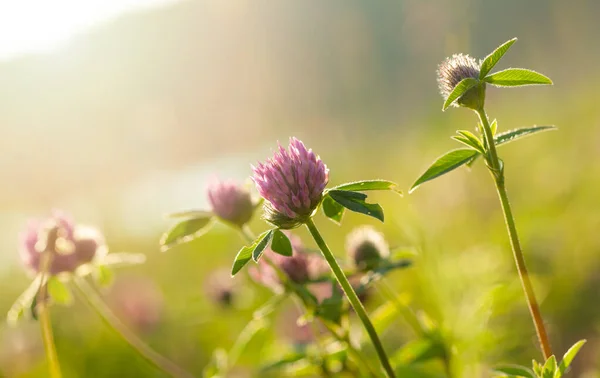 Abstrakte Frühling Hintergrund Oder Sommer Hintergrund Mit Blumen Und Verschwommenem — Stockfoto