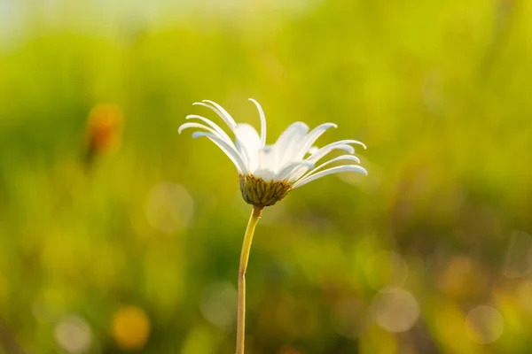 Bulanık Yeşil Arka Planda Yaz Papatyası Çiçeği — Stok fotoğraf