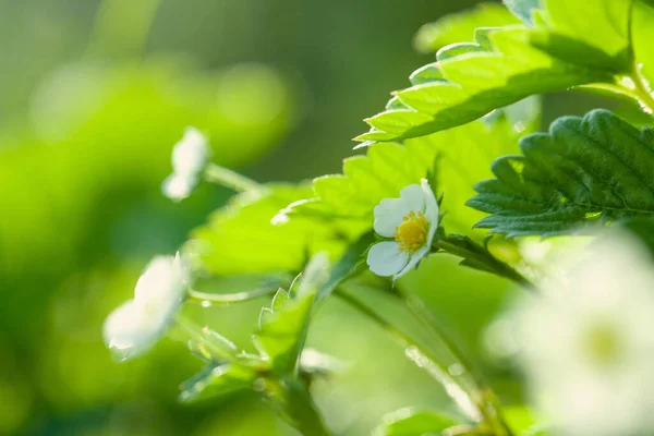 Yeşil Yapraklı Bahar Çileği Çiçekleri — Stok fotoğraf