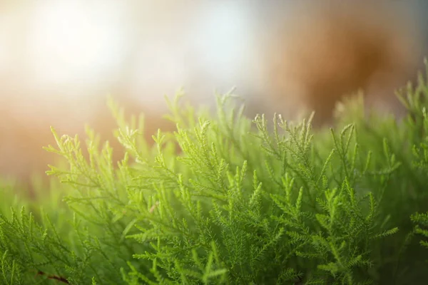 Yeşil Bitkili Soyut Yeşil Arkaplan — Stok fotoğraf