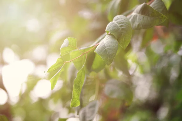 Feuilles Vertes Été Sur Branche Arbre — Photo