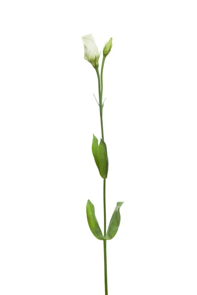 Beautiful White Lisianthus Flower Isolated White Background — Stock Photo, Image