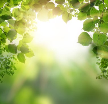 Yeşil yapraklı yeşil arkaplan ve bokeh ışığı