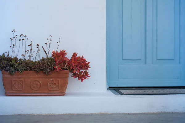 Beyaz Sıva Duvar Çiçekler Mavi Kapı Tatil Geçmişi — Stok fotoğraf