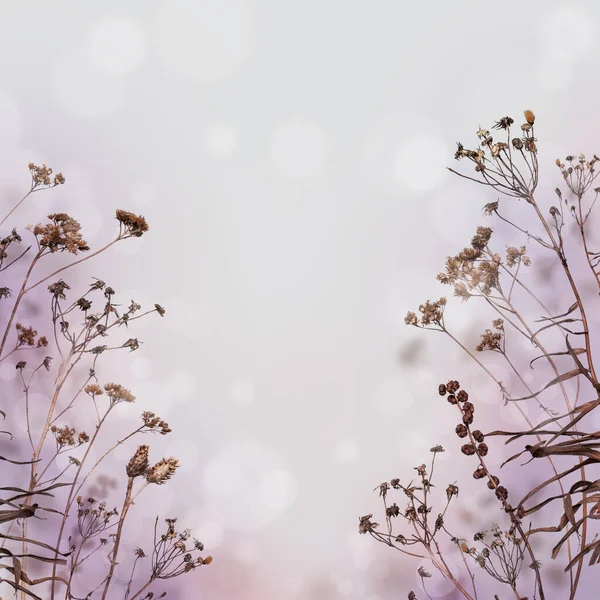 Doğanın Güzel Çiçekli Soyut Gece Arkaplanı — Stok fotoğraf