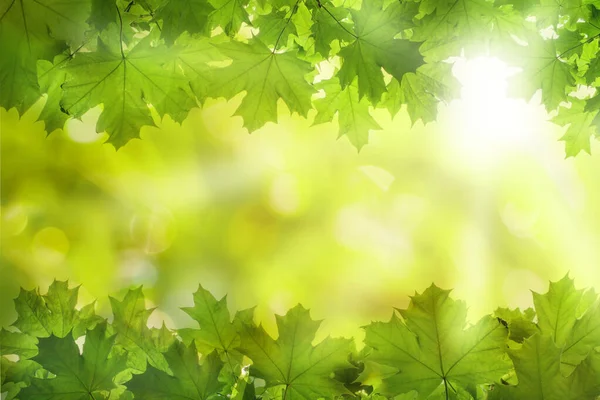 Summer Foliage Bokeh Light Backgrounds — Stock Photo, Image