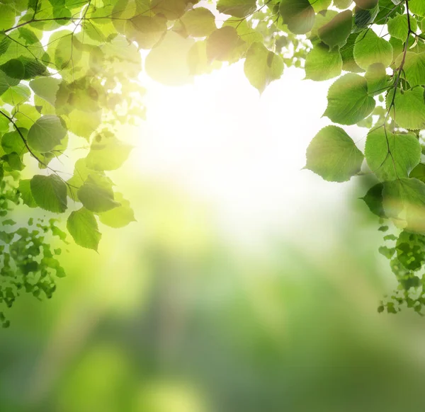 Fond Vert Avec Feuilles Vertes Lumière Bokeh — Photo