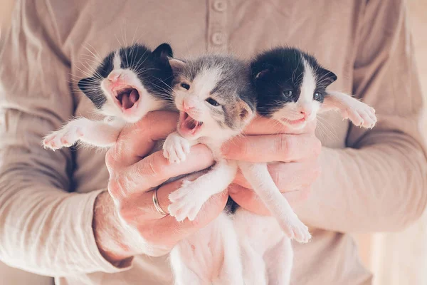 Tre Gattini Miagolanti Nelle Mani Del Loro Proprietario — Foto Stock