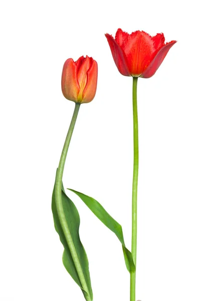 Beautiful Red Tulip Flowers Isolated White Background — Stock Photo, Image