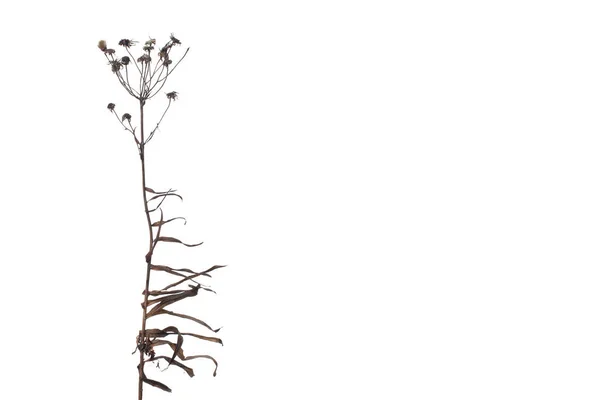 Gedroogde Wilde Bloemen Met Winderige Bladeren Geïsoleerd Witte Achtergrond — Stockfoto