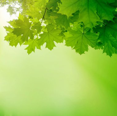 Bahar veya yaz yeşil sınır arkaplanı