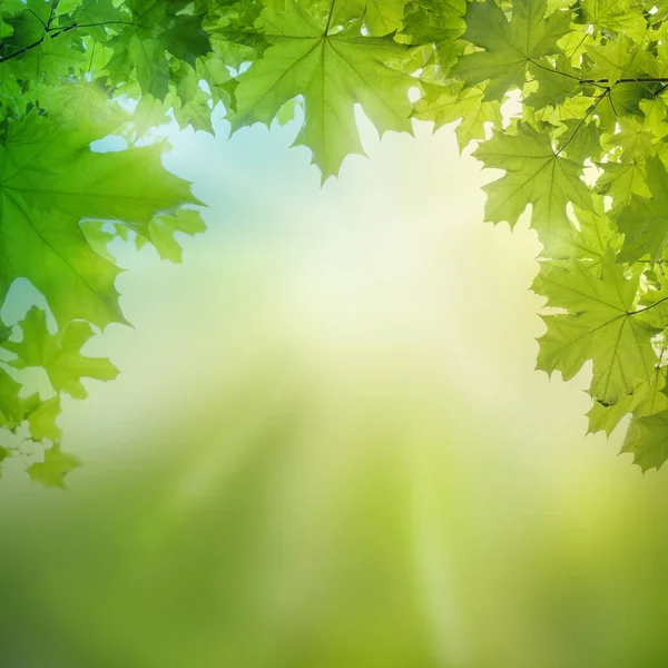 Yeşil Akçaağaç Yazın Park Bahçesinde Yapraklanır Lkbahar Arka Planında Doğal — Stok fotoğraf