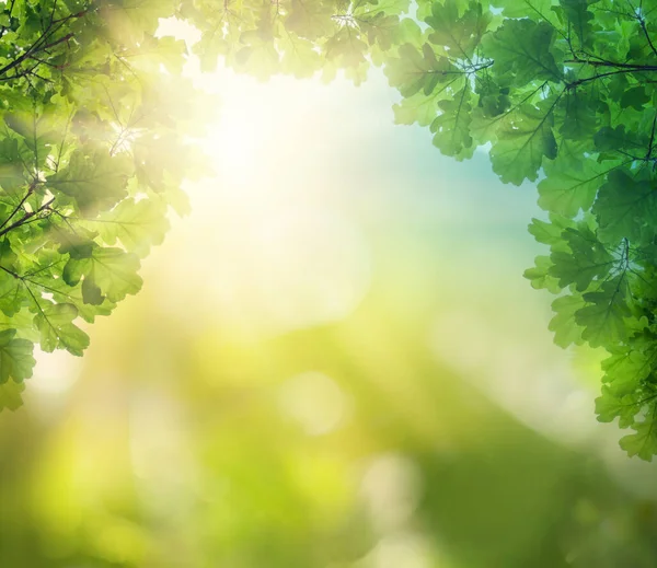 Bulanık Arkaplanda Yeşil Yapraklar Güzel Bokeh Ile Metin Için Kopyalama — Stok fotoğraf