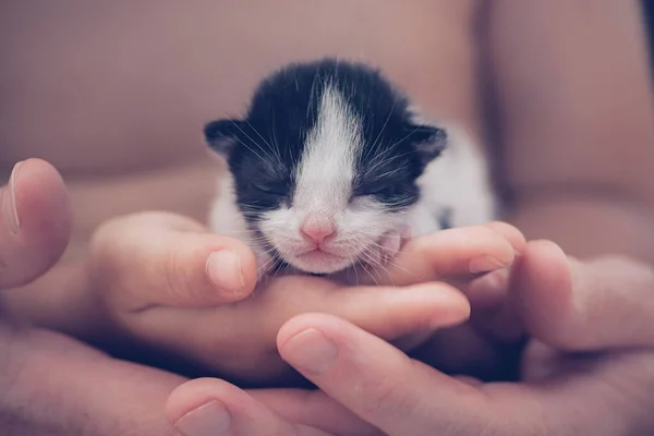 Gatinho Pequeno Palmas Humanas Conceito Afetuoso — Fotografia de Stock