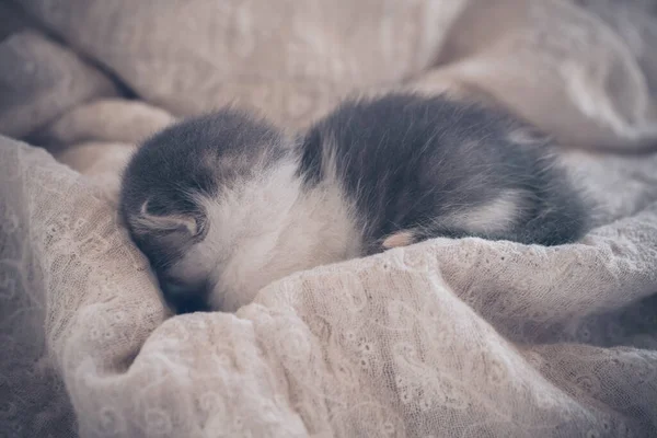 Liten Baby Kattunge Sover Vit Duk — Stockfoto