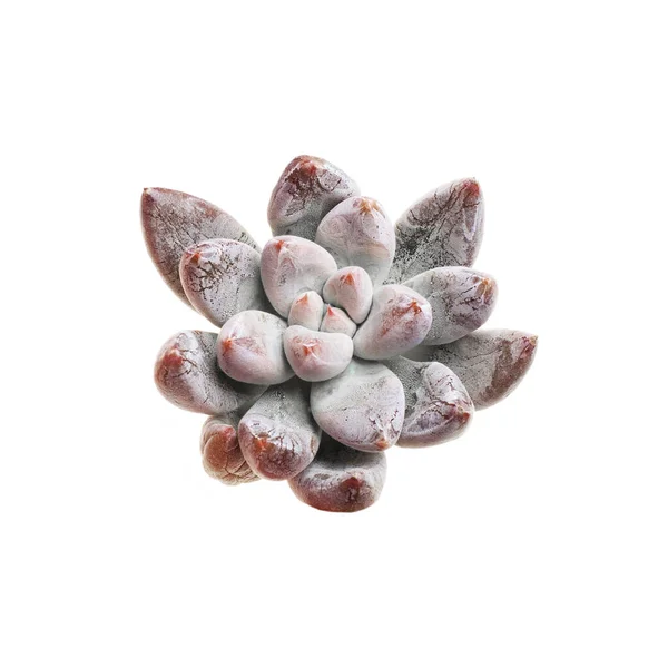 Echeveria Tolimanensis Nube Nocturna Planta Suculenta Aislada Blanco —  Fotos de Stock