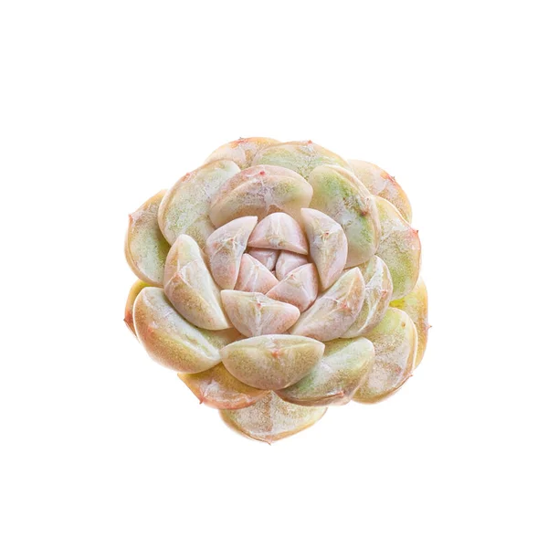 Echeveria Amazing Grace Šťavnatá Rostlina Izolované Whit — Stock fotografie
