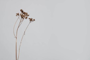 Açık gri arka planda bej kurutulmuş çiçekli minimum bileşim 