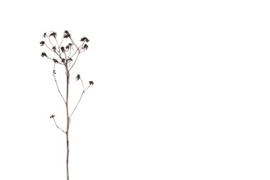 Beyaz arka planda yaban çiçekleri