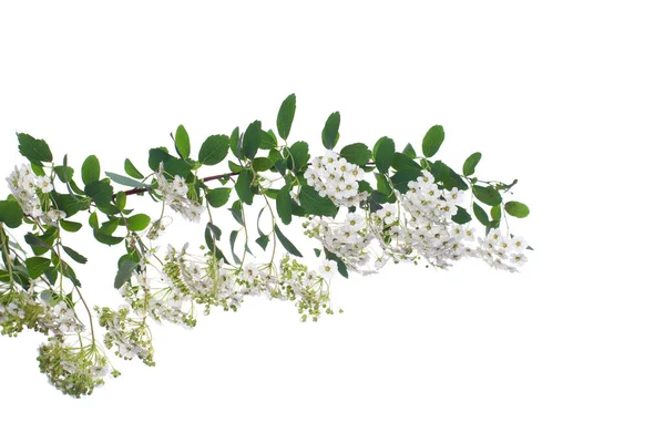 Jarní Spirea Květiny Izolované Bílém Pozadí — Stock fotografie