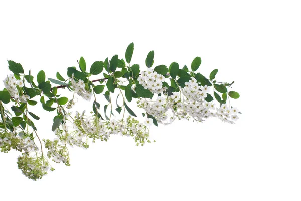 Primavera Spirea Flores Isoladas Fundo Branco — Fotografia de Stock