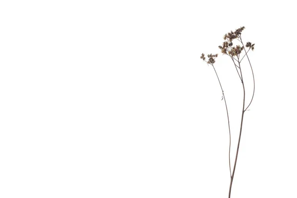 Kurumuş Çiçek Koleksiyonu Beyaz Üzerine Izole Edilmiş — Stok fotoğraf
