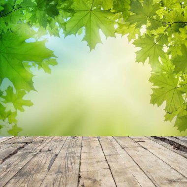 Tahta ve yeşil akçaağaç yaprakları bulanık doğa arka planında. Kopya alanı olan boş tahta tablo