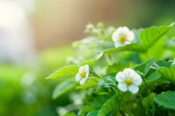 Çilek Arkaplanı Çilek Çiçeklerini Yeşil Yaprakları Kapat — Stok fotoğraf